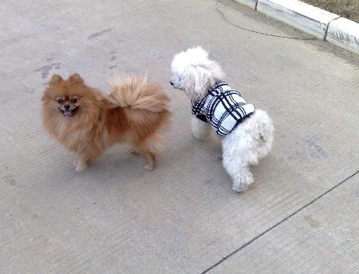 一岁公白玩具贵宾成长记,MM望过来哦~-爱犬俱