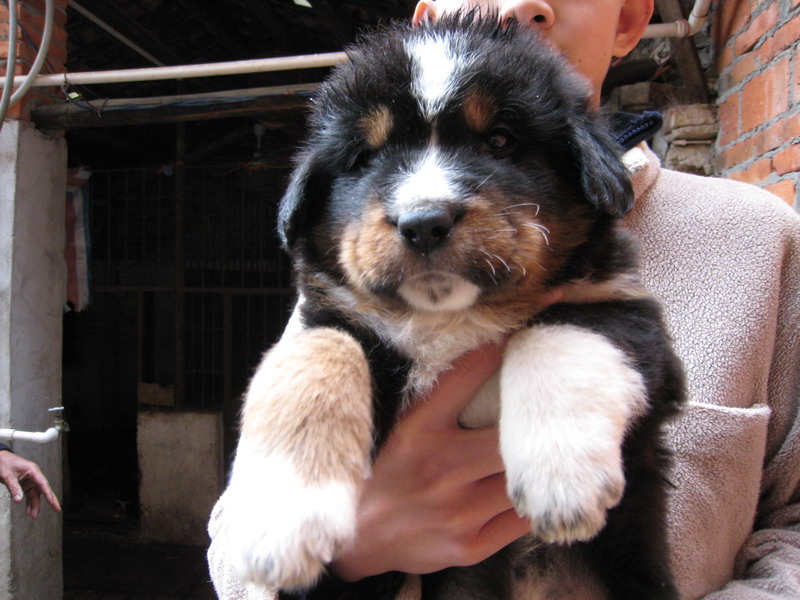 发一些常乐藏獒园的小獒犬图片给大家看看