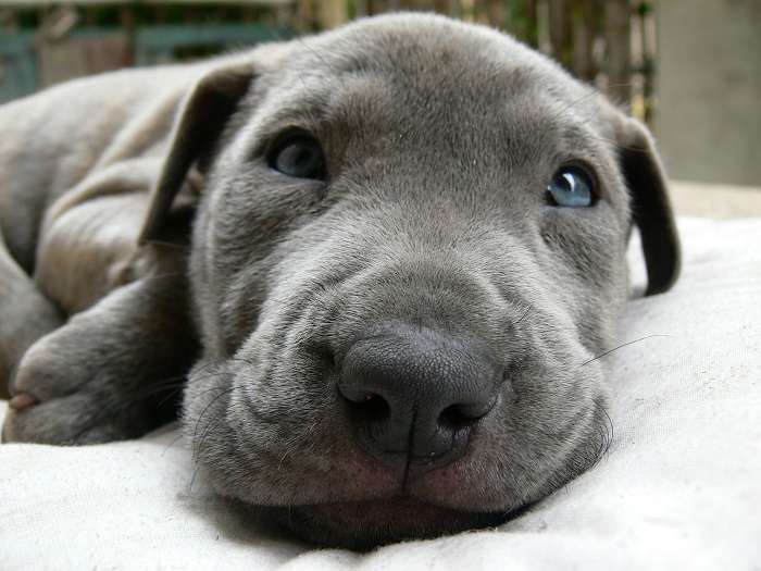 我家狗狗为什么睡觉时会发出狼叫的声音-狗在