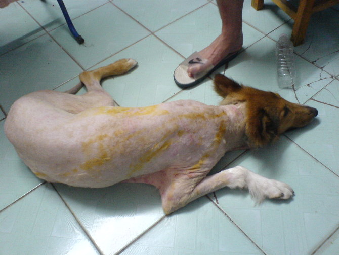 被虱子咬的症状_狗被虱子咬的症状_狗狗被虱子咬的症状_遂宁图片网