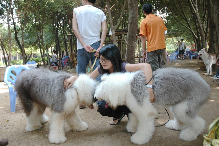 缘聚宠物群&爱犬俱乐部群假期聚会照片来啦(感谢yoyo宠物赞助奖品)