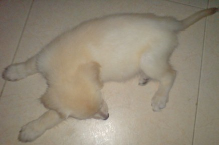 如何让狗狗自己在家排便 20090902_ff6e8a5356b2bcaf50fa1wRcJQcJxCw2.jpg