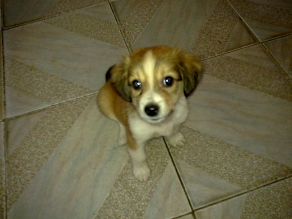 <em>拉妹</em>准备一周岁啦!图片稍后传上啦.-爱犬俱乐部