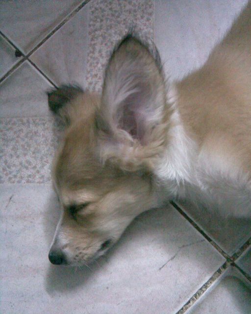 <em>拉妹</em>准备一周岁啦!图片稍后传上啦.-爱犬俱乐部