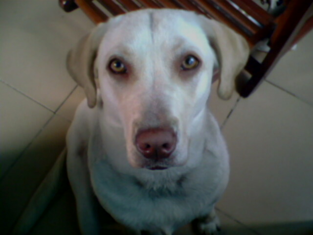 为什么有人喜欢养狗狗 20100302_357a8f992a57818101f91828Z0Ywg0sV.jpg