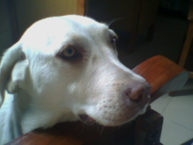 为什么有人喜欢养狗狗 20100302_a3a7c103326bc1d6c0e5zaOOm6rw5rfr.jpg