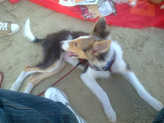 寻宠启示-北海365网(beihai365.com)