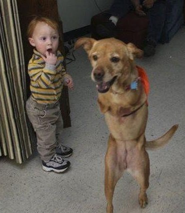 Faith -- 一只用两只腿直立行走的坚强小狗-爱犬