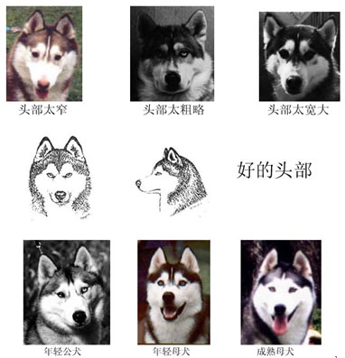 图解哈士奇AKC标准(超详细版)-爱犬俱乐部-北
