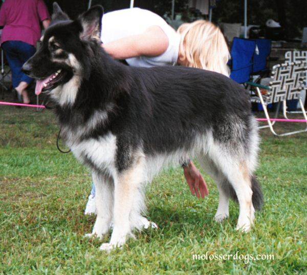 shiloh shephered 夏洛伊牧羊犬