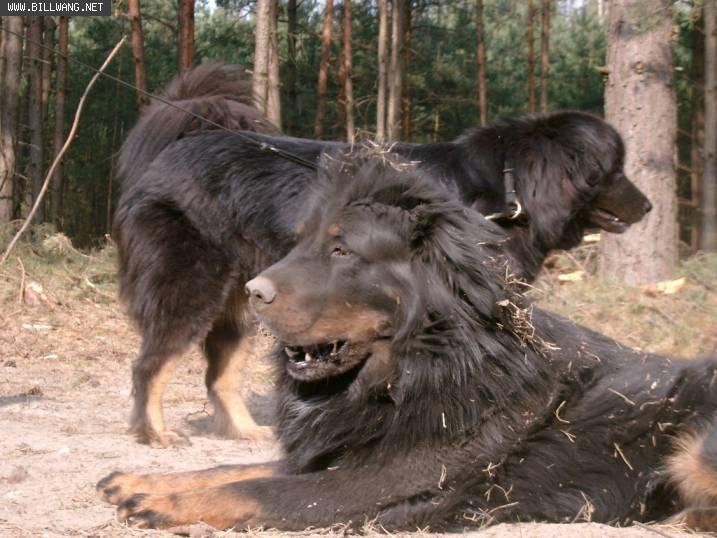 最凶的犬_世界上最凶猛的狗排名,比特犬数分钟咬死藏獒 视频 探秘志