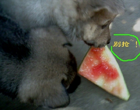 小狗吃西瓜趣事