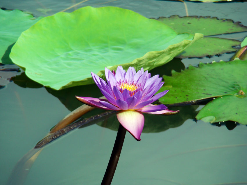 荷花,莲花,你爱哪一个?-数码生活-北海365网(b