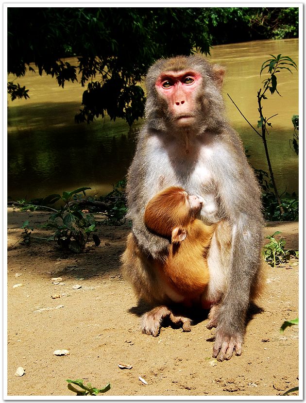 山中无虎我为王-数码生活-北海365网(beihai36