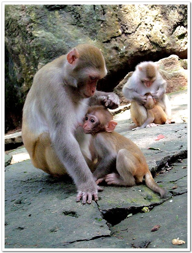 山中无虎我为王-数码生活-北海365网(beihai36