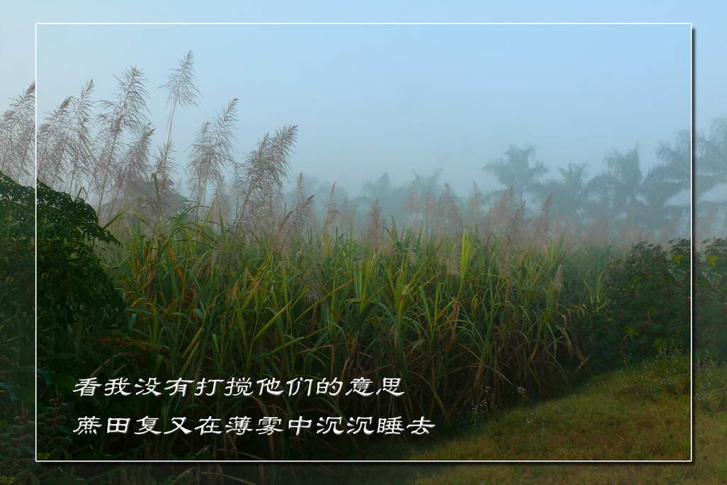 甘蔗开花9图_广东甘化(000576)股吧_东方财富