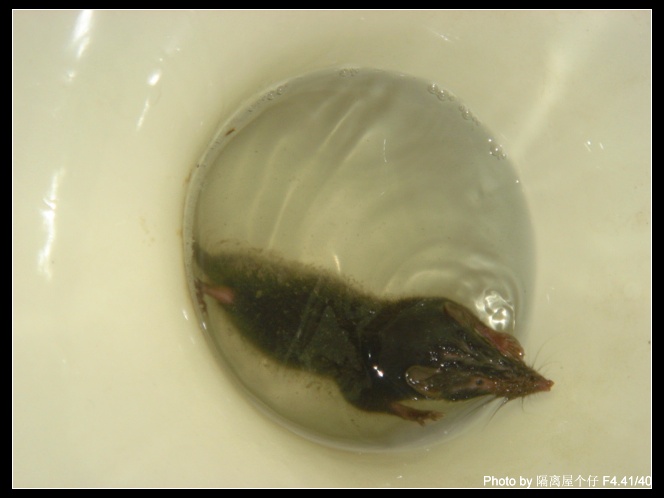 尖嘴老鼠