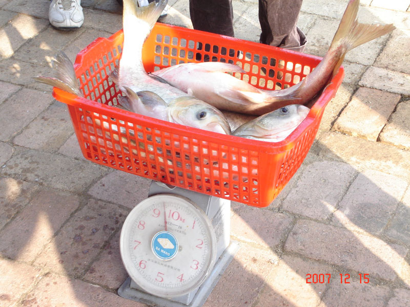 北海市2007年第十届钓鱼大赛完满结束!-鱼乐无