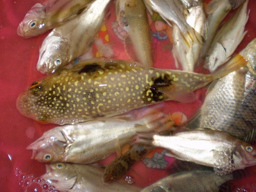 龟鱼的下场-鱼乐无限-北海365网(beihai365.co