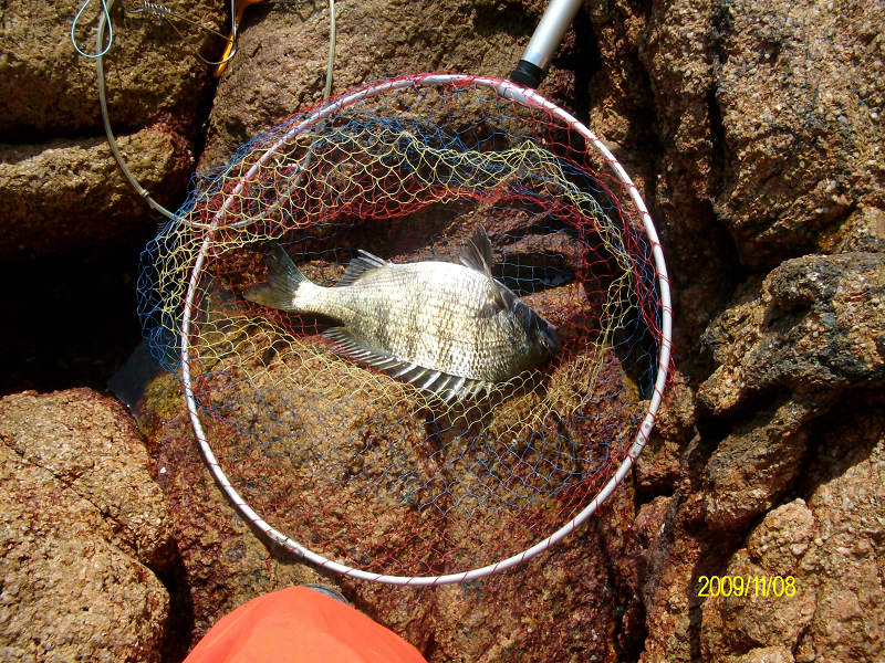 今天钓的鱼搞得我好累哦!(补发几张相片)