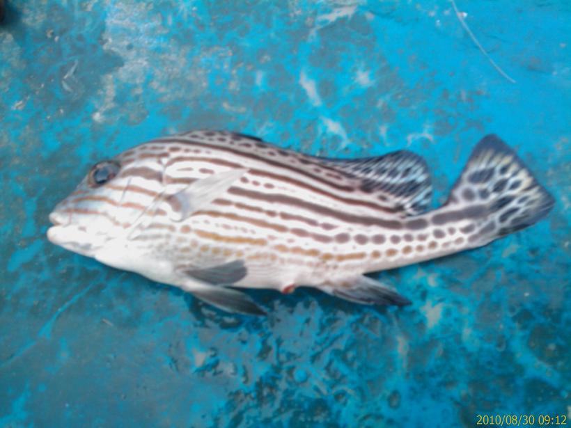 那些漂亮的鱼(北海常见渔获<em>照片版</em>,不断更新中