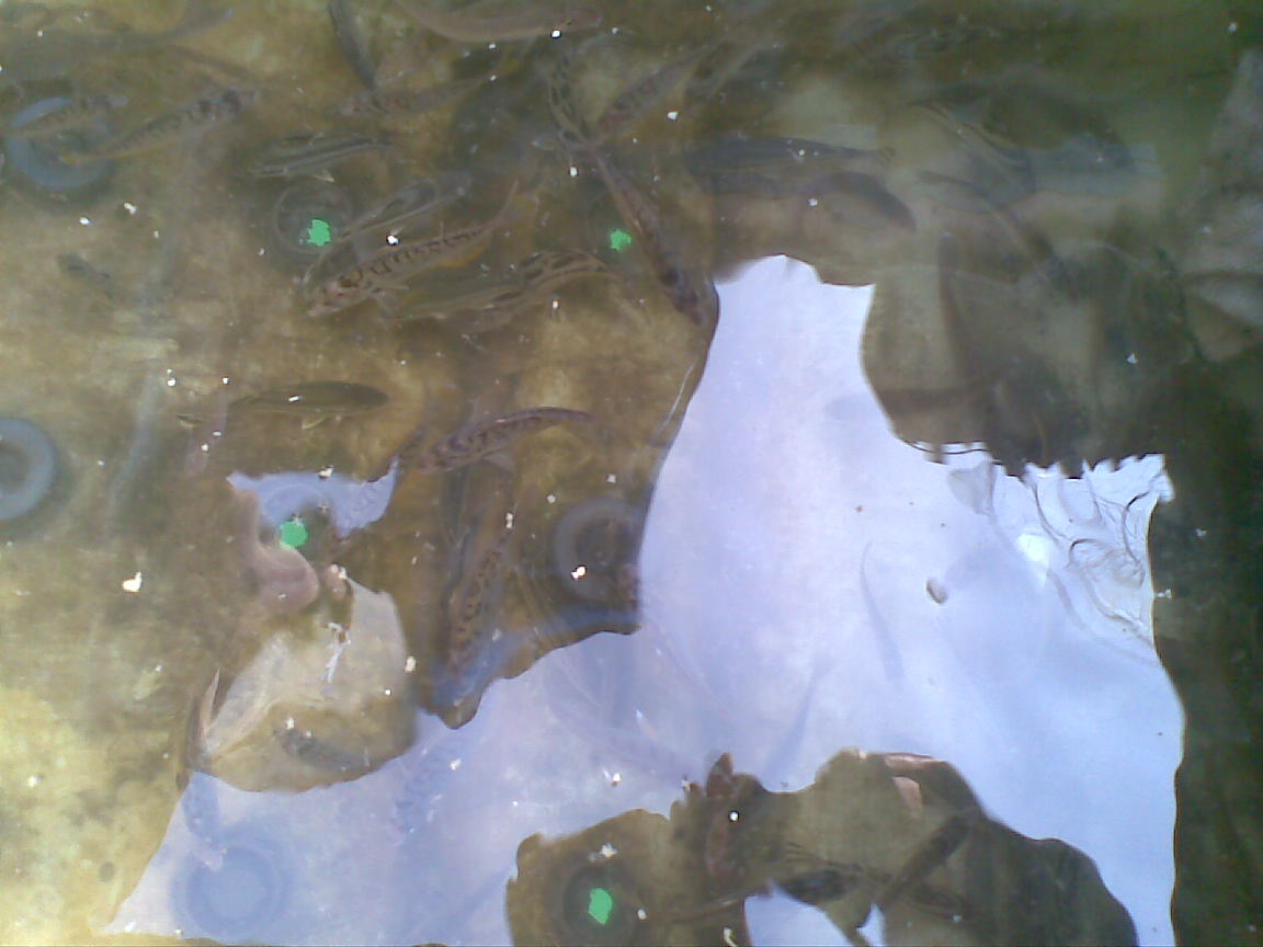 2010.11.29珍珠球边鱼获-鱼乐无限-北海365网