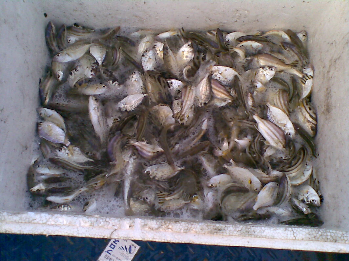 2010.11.29珍珠球边鱼获-鱼乐无限-北海365网