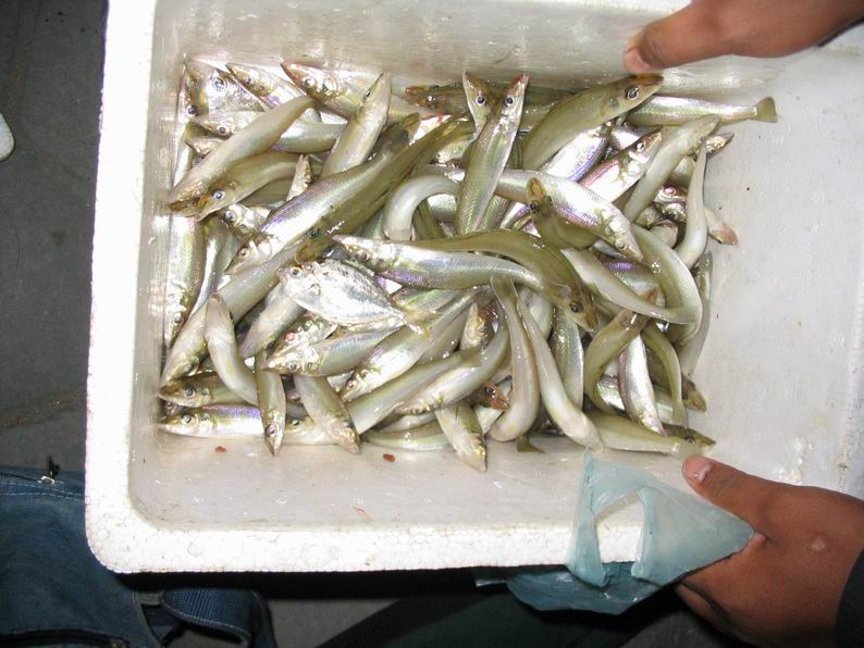 昨天又是一个钓鱼的好天-鱼乐无限-北海365网