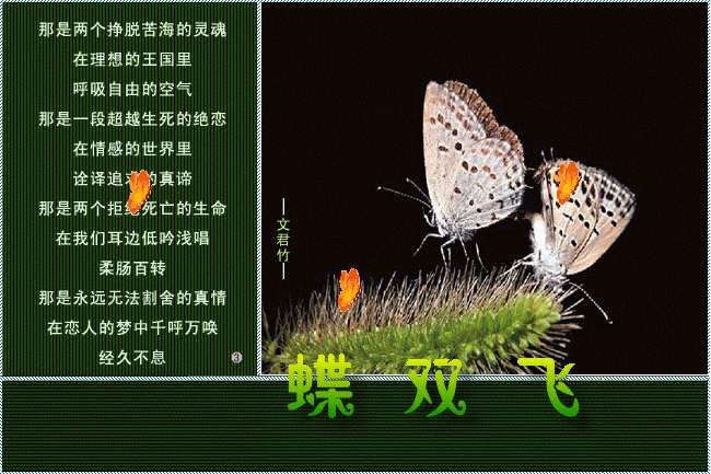 蝶双飞-天涯情歌-北海365网(beihai365.com)