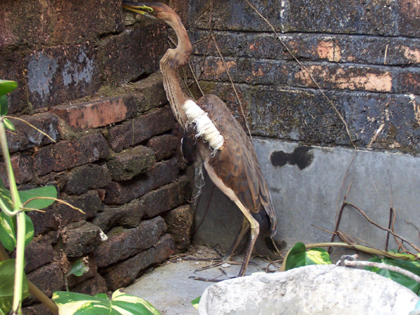 2005年10月23日冠头岭环保暨爱鸟活动总结及