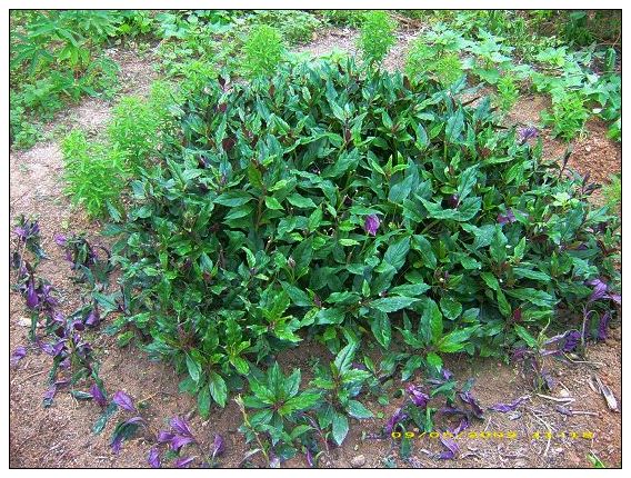 【小结@JL2009007】爱就一个字--记5.10敬老