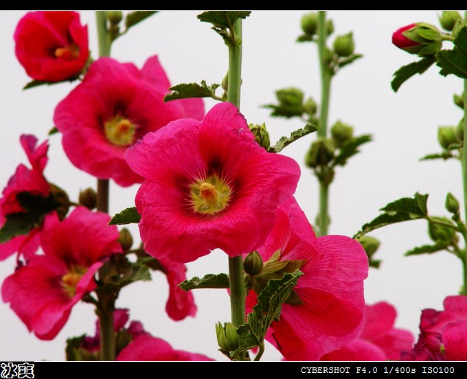 【预告】2009北海民间志愿者协会合浦组年终