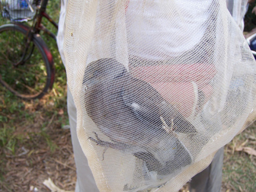 2005年10月23日冠头岭环保暨爱鸟活动总结及