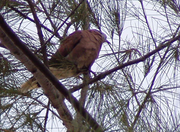 2005年10月23日冠头岭环保暨爱鸟活动总结及