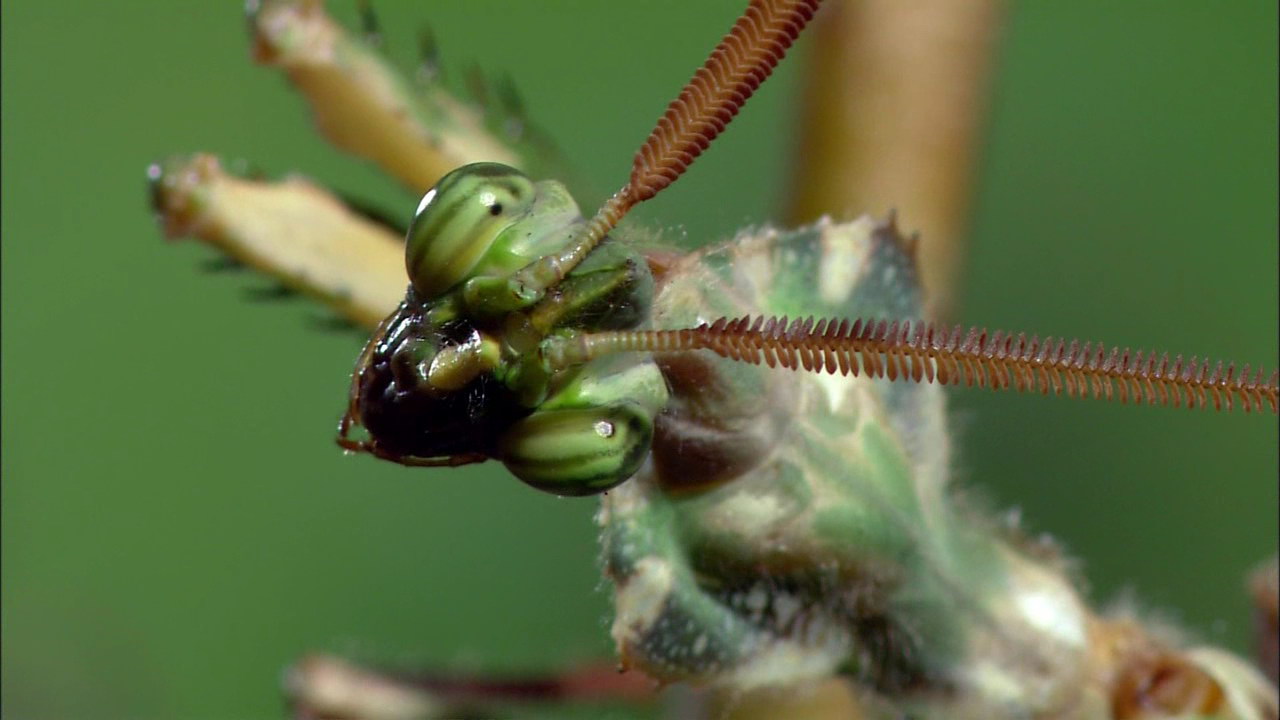 推荐一个片——mantis(螳螂)-我爱看电影-北海365网(.