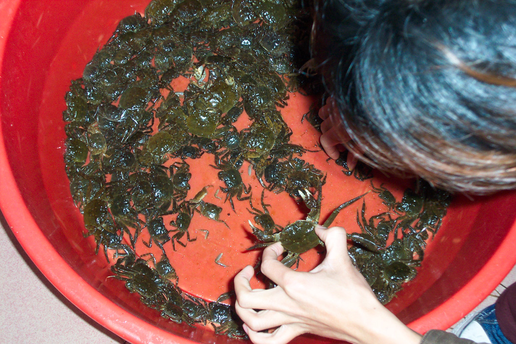 有心栽花花不成,无心插柳柳成荫 之旅(新增PP