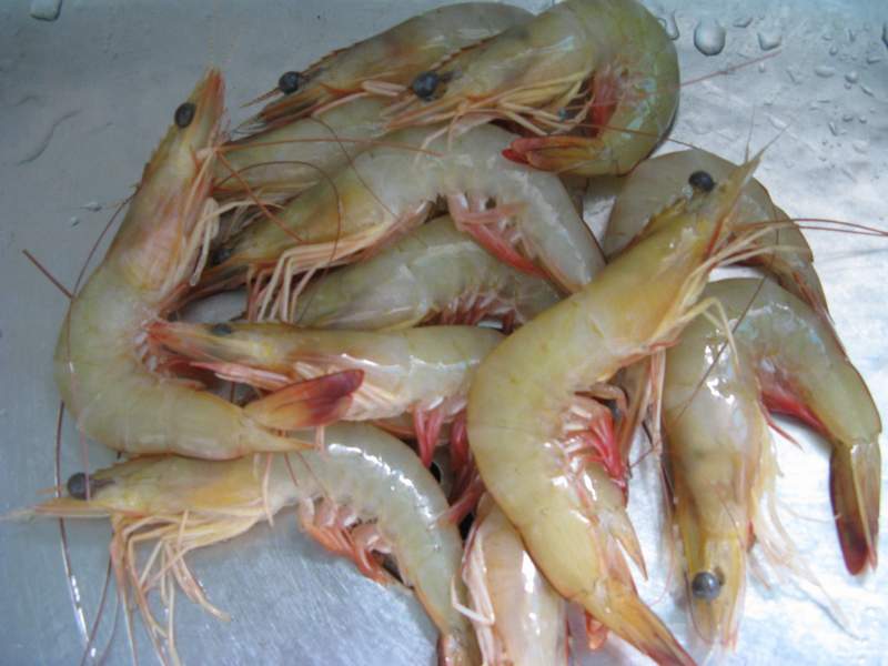 9月5日油爆大虾、青衣汤、虾头煲萝卜、蒜蓉