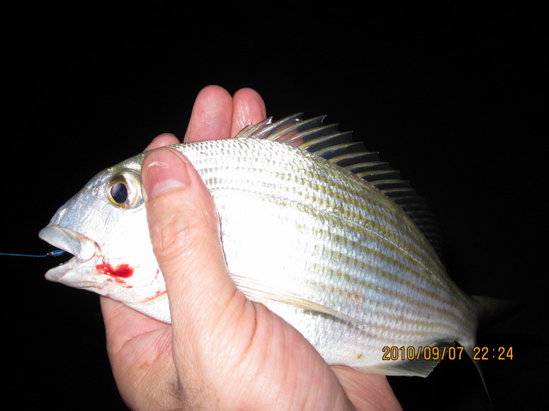 最近学的一些小点心(55\/56页更新8000人的演