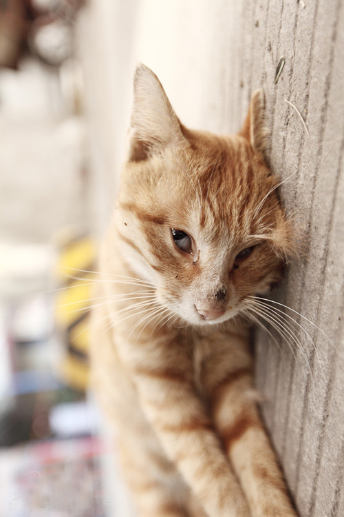 而猫也渐渐在冷却……     希望它在去天堂的路上…… 都是;  食物