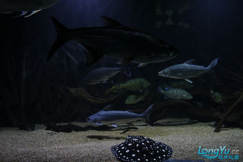 在龙鱼之巅看到的,鱼的食物专门用一个缸养着