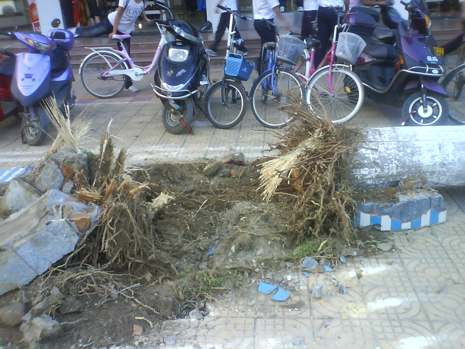 "合浦十大工程"开工,美人鱼地下商业街竟让这么好这么贵的绿化树被