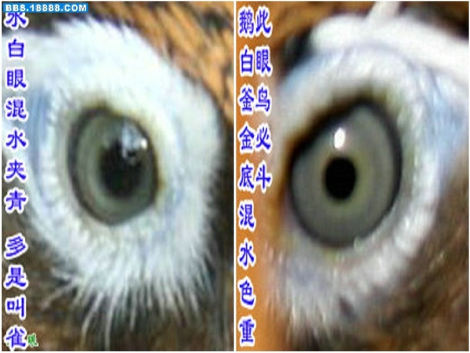画眉鸟眼水图 - 虫仔仔的<em>个人</em>主页 - <em>个人空间</em>-交