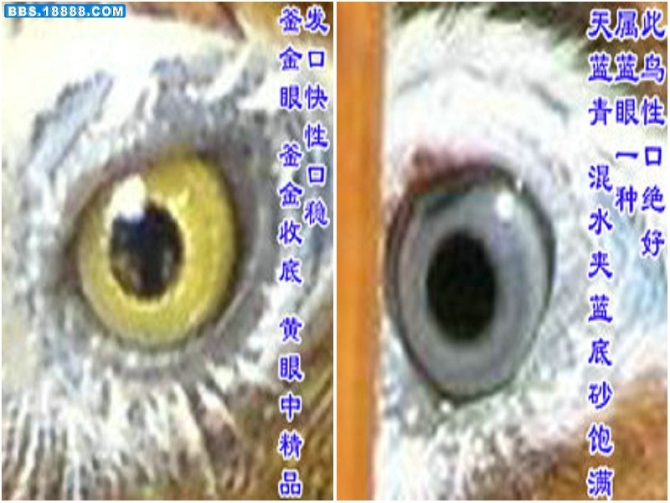 ... 鸟打鸟图片_画眉鸟打鸟图片_画眉鸟鸟王图片_画眉鸟