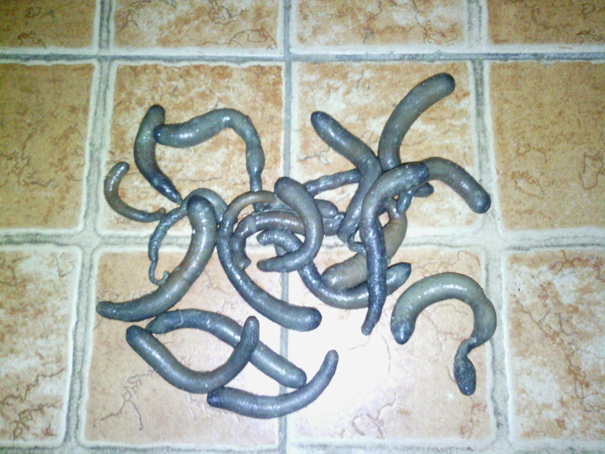 泥丁(泥虫)限量供应，绿色无污染-休闲食品-北海365网