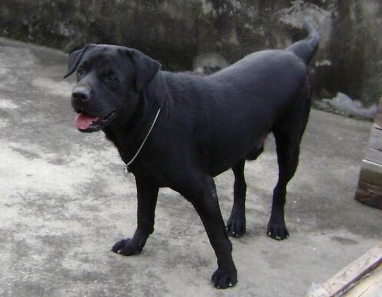 三个月大家养的拉布拉多小狗,1000元(实物图)