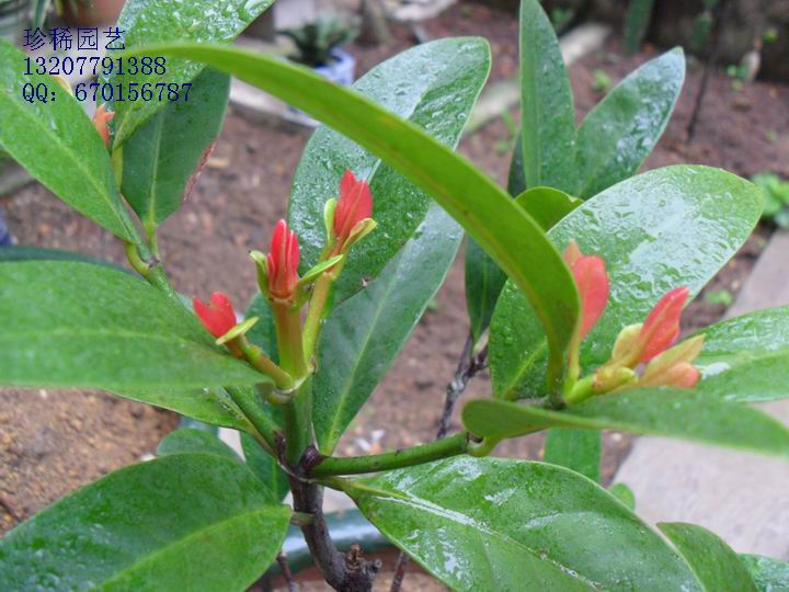 泰国山竹、罗蒙树抽芽开花中-花木盆景-北海3