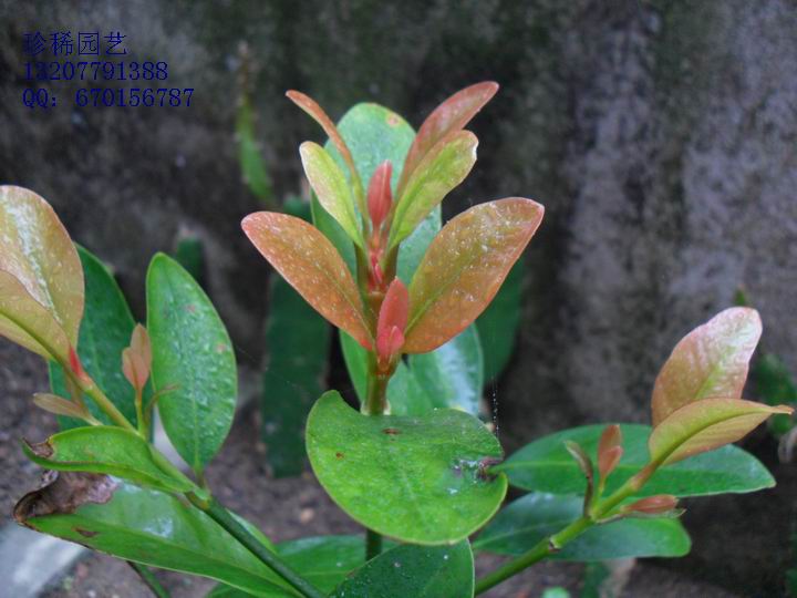 山竹抽芽中-绿色兵团-北海365网(beihai365.co