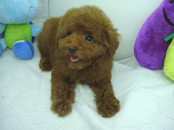 更新快坐电梯20楼!贵宾犬第一次澎湃大片!请