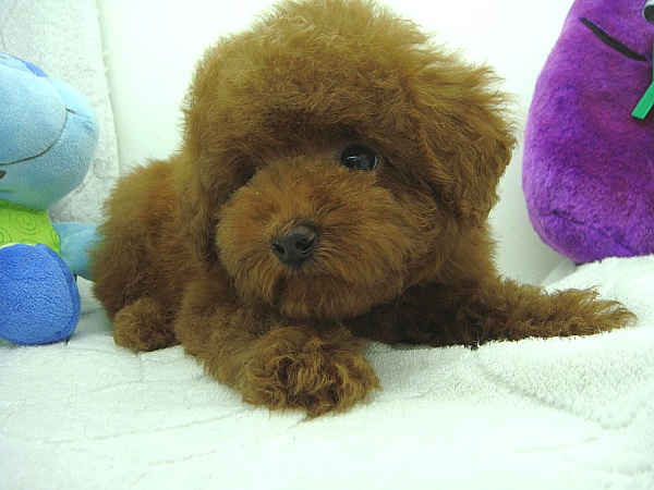 更新快坐电梯20楼!贵宾犬第一次澎湃大片!请