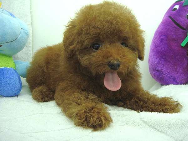 更新快坐电梯20楼!贵宾犬第一次澎湃大片!请